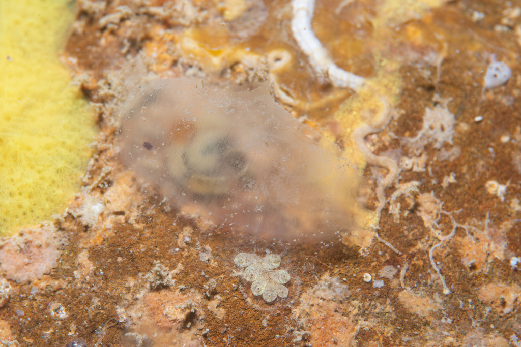 Ascidia munda