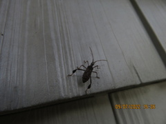 Leptoglossus oppositus