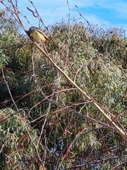 Pardalotus punctatus