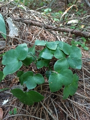 Hepatica nobilis