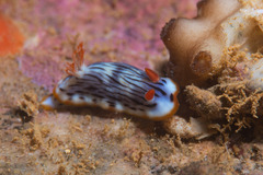 Chromodoris quagga