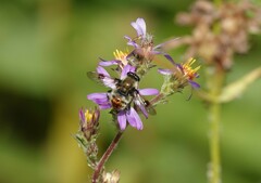 Sericomyia flagrans