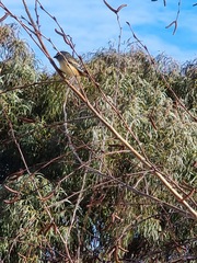 Pardalotus punctatus