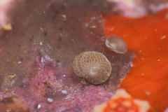 Foraminifera