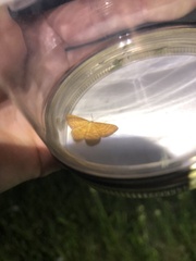Idaea serpentata