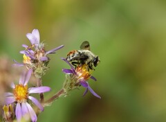 Sericomyia flagrans