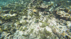 Cheilinus trilobatus