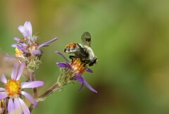 Sericomyia flagrans