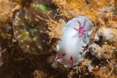 Hypselodoris lacteola