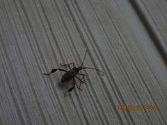 Leptoglossus oppositus