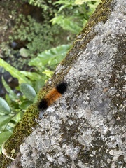 Spilarctia subcarnea