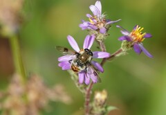 Sericomyia flagrans