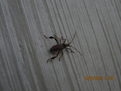 Leptoglossus oppositus