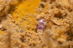 Lamprohaminoea ovalis