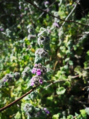 Pseudodictamnus africanus