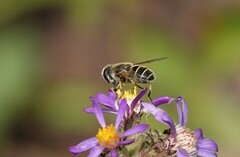 Eristalis hirta