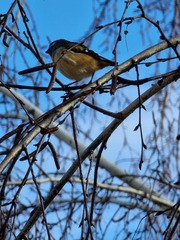 Pardalotus punctatus