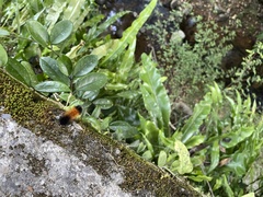 Spilarctia subcarnea