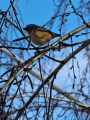 Pardalotus punctatus