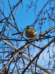 Pardalotus punctatus
