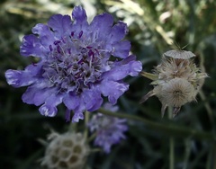 Scabiosa columbaria