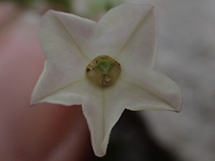Nicotiana