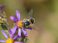 Eristalis hirta