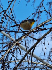 Pardalotus punctatus