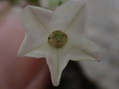Nicotiana