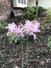 Lycoris squamigera