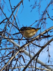 Pardalotus punctatus