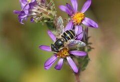 Eristalis hirta