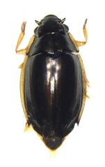Dineutus orientalis