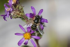 Eristalis hirta