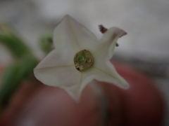 Nicotiana