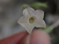 Nicotiana