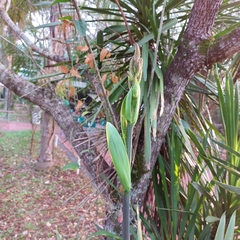 Asparagaceae