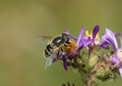 Eristalis hirta