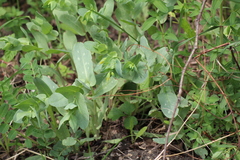 Cerinthe minor