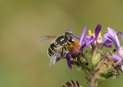 Eristalis hirta