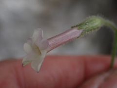 Nicotiana