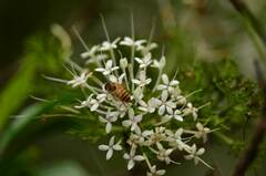 Pavetta hongkongensis