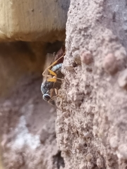 Machaerothrix salticidus