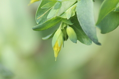Cerinthe minor