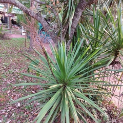Asparagaceae