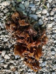 Phaeotremella foliacea