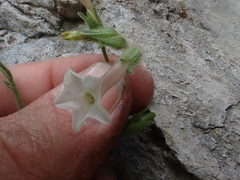 Nicotiana
