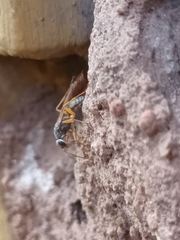 Machaerothrix salticidus