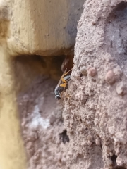 Machaerothrix salticidus