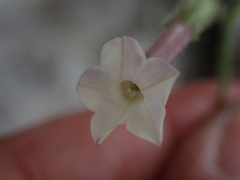 Nicotiana